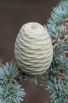Blue atlas cedar, Cedrus atlantica Glauca Group, A cone hanging on a branch showing the rosettes of needles.