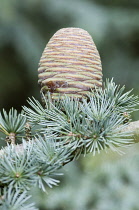 Blue atlas cedar, Cedrus atlantica Glauca Group, A cone hanging on a branch showing the rosettes of needles----