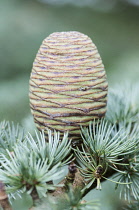 Blue atlas cedar, Cedrus atlantica Glauca Group, A cone hanging on a branch showing the rosettes of needles----