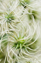 Clematis, Clematis 'Marmori', Close up shwoing the swirly seedheads.