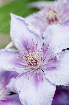 Clematis, Clematis 'Marmori', Large, pale pink to lilac-pink flowers, darker pink at the base of the petals, and prominent maroon stamens dusted with pollen.