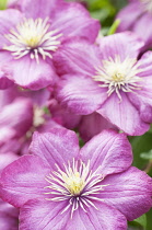 Clematis, Clematis 'Ville de Lyon', Front view of a few purple flowers fully open showing the protruding stamen.