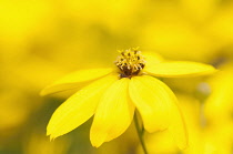 Tickseed, Whorled tickseed, Coreopsis verticillata 'Zagreb', Close view of a single flower in focus against others soft focus behind.