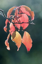 Dogwood, Flowering Dogwood, Kousa dogwood, Cornus kousa, A small branch with autumn leaves backlit in low sunlight.