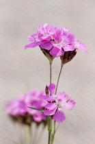 Pink, Carthusian pink, Dianthus carthusianorum, Close view of several flower stems against a pale grey background.