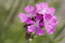 Pink, Carthusian pink, Dianthus carthusianorum, Close view of several flowers showing the toothed edges to the pink petals.