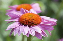 Echinacea, Purple coneflower. Echinacea purpurea 'Rubinstern', Close view of a single flower, with one behind in soft focus.