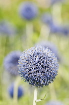 Globe thistle, Echinops ritro 'Veitch's blue', A single flower head with others behind in soft focus.