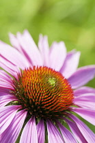 Echinacea, Purple coneflower, Echinacea purpurea 'De Donkeute Steel', Close cropped view of a single flower.