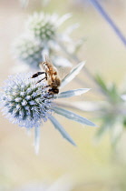 Sea Holly, Flat Sea holly, Eryngium planum, A bee obtaining nectar from a single flower.