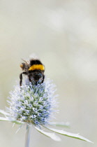 Sea Holly, Flat Sea holly, Eryngium planum, A Bumble Bee obtaining nectar from a single flower.