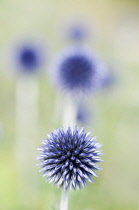 Globe Thistle, Echinops ritro 'Veitch's blue', A single flower not yet open with others behind in soft focus.