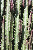 African Milk Tree, Euphorbia trigona f. 'Rubra', Several angled spikey stems of the showing the red edges.