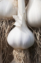 Garlic, Allium sativum, Close view of a single white head with roots laid out.