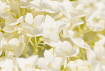 Hydrangea, Hydrangea arborescens 'Annabelle', Close view of the many small flowers that make up the inflorescences or clusters----