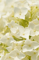 Hydrangea, Hydrangea arborescens 'Annabelle', Close view of the many small flowers that make up the inflorescences or clusters----