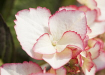 Hydrangea, Hydrangea macrophylla 'Love You Kiss', Close view of ome of the red edged small flowers that make up the inflorescences or clusters.