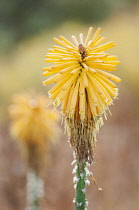 Red hot poker, Kniphofia 'Yellow cheer', Close view of the flower as it works its way up the stem.