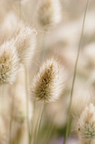 Grass, Hare??s tail grass, Lagurus ovatus, Close view of the fluffy flowers.