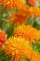 Marigold, Calendula officinalis 'Porcupine', Several spikey orange flowers.