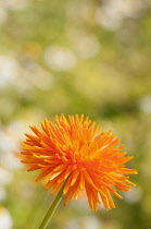 Marigold, Calendula officinalis 'Porcupine'. A single spikey orange flower.