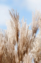 Eulalia 'Malepartus', Miscanthus sinensis 'Malepartus', Several fluffy flowering stems against blue sky.