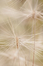 Grass, Feathertop grass, Pennisetum villosum, Long hair like spikelets reaching out from a flower, looking like a communication network.