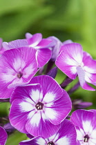 Phlox, Perennial phlox, Phlox paniculata 'Uspekh', Close view of the clusters of pink flowers with white centres.