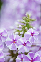 Phlox, Meadow phlox, Phlox maculata 'Natascha', Close view of the clusters of lilac pink and white striped flowers.