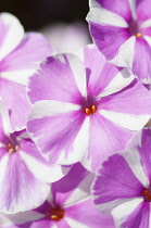 Phlox, Meadow phlox, Phlox maculata 'Natascha', Close view of the clusters of lilac pink and white striped flowers.