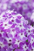 Phlox, Perennial phlox, Phlox paniculata 'Prospero', A cluster of the small lilac with white centres flowers that make up the flowerheads.