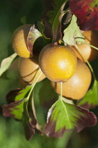 Pear, Nashi Pear, Pyrus pyrifolia, Close view of the golden rounded fruits growing on the tree.