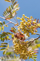 Mountain ash, Sorbus 'Joseph Rock', Clusters of the creamy yellow berries and autumn colour tinged leaves, in sunshine against a blue sky.