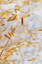 Grass, Golden Oats, Stipa gigantea, Empty flower sepals of the blowing in the wind and dappled with sun, creating a pattern against a soft blue sky.