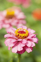 Zinnia, Zinnia elegans, A bright pink flower showing the ring of star like stamen.