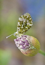 Allium, Butterfly on an emerging from bud.