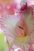 Gladiolus, Gladiolus x hortulanus 'Priscilla', Close view of of pink edged white flower showing the stamen.