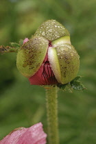 Poppy, Oriental poppy, Papaver orientale 'Patty's Plum', A raindrop covered bud, opening to reveal petals.