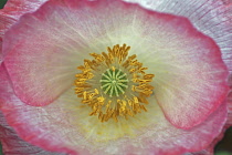Poppy, Shirley poppy, Papaver rhoeas Shirley series, Close view of a pink tinged flower showing yellow stamens covered in pollen.