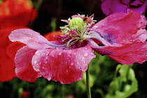 Poppy, Opium poppy, Papaver somniferum, A fading fully open flower flattened by rain, exposing the stamen and seedhead forming.