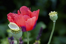 Poppy, Opium Poppy, Papaver somniferum , Flower and seedhead with the sheath of the flower fallen on a seeedhead.