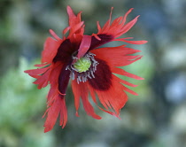 Poppy, Opium Poppy, Papaver somniferum 'Pepperbox', A single red fringed flower.