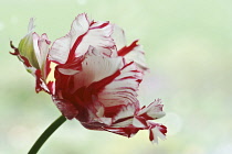 Tulip, Tulipa, Parrot tulip, A fully open red flower with white feathered edges against pale green.