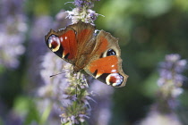 Hyssop, Agastache, Close view of a Peacock Butterfly on a stem of flower.