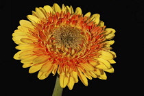 Gerbera, A studio shot of a yellow and orange double flower against a black background.