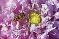 Poppy, Opium Poppy, Papaver somniferum, Close view of a double flower with a hoverfly.