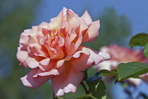 Rose, Rosa, Close view of a double petalled garden rose on a bush, in sun against a blue sky.