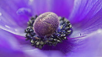 Anemone, Anemone coronaria, Close macro cropped view of the centre of a purple flower, showing the stigma surrounded by black stamens.