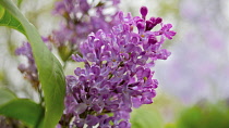 Lilac, Syringa vulgaris, Side close view of one mauve pink flowerhead with leaf and others soft focus behind.