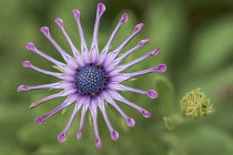 Osteopermum, African daisy, Osteospermum 'Pink Whirls', Overhead view of one pink flower.